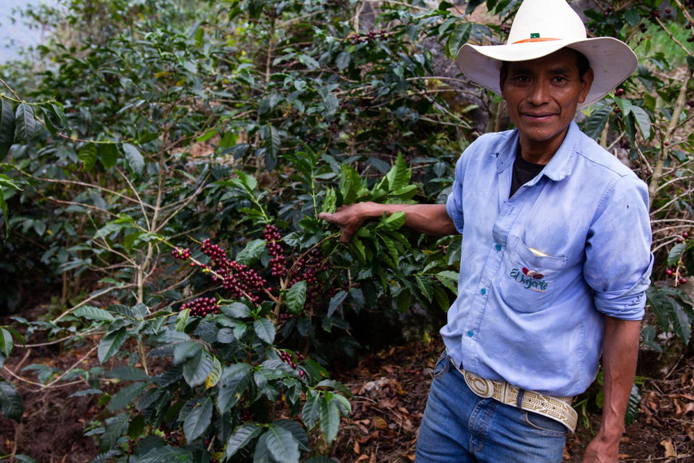 Los Arroyos, Guatemala