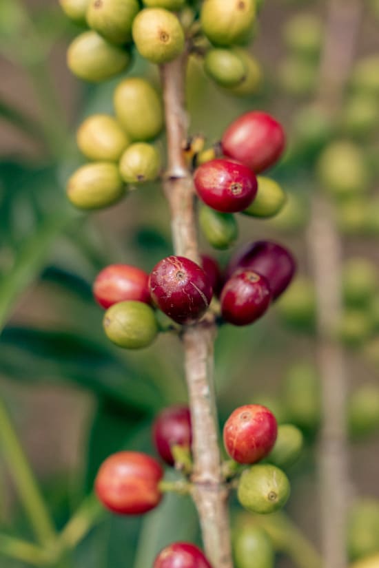 Finca Villa Betulia, Colombia