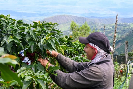 Finca La Fuente, Colombia